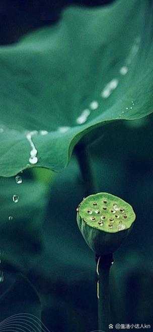 老人船上弄雨荷第13集：暴风雨情感冲突与秘密揭晓