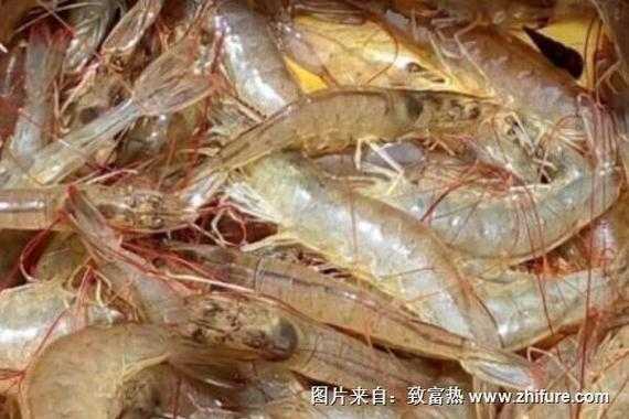 2025年海虾养殖实战手册 从新手到亩产1200斤的蜕变