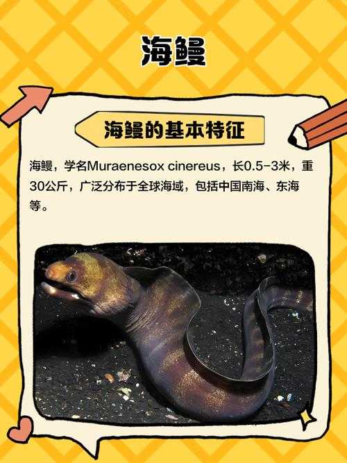 2025年海鳗插件 藏在手机里的生活管家