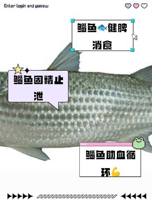 2025年消费指南 原3 0款鲻鱼为何成为热门选择
